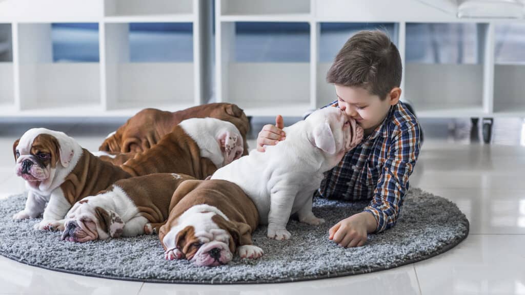 Bulldog Puppies